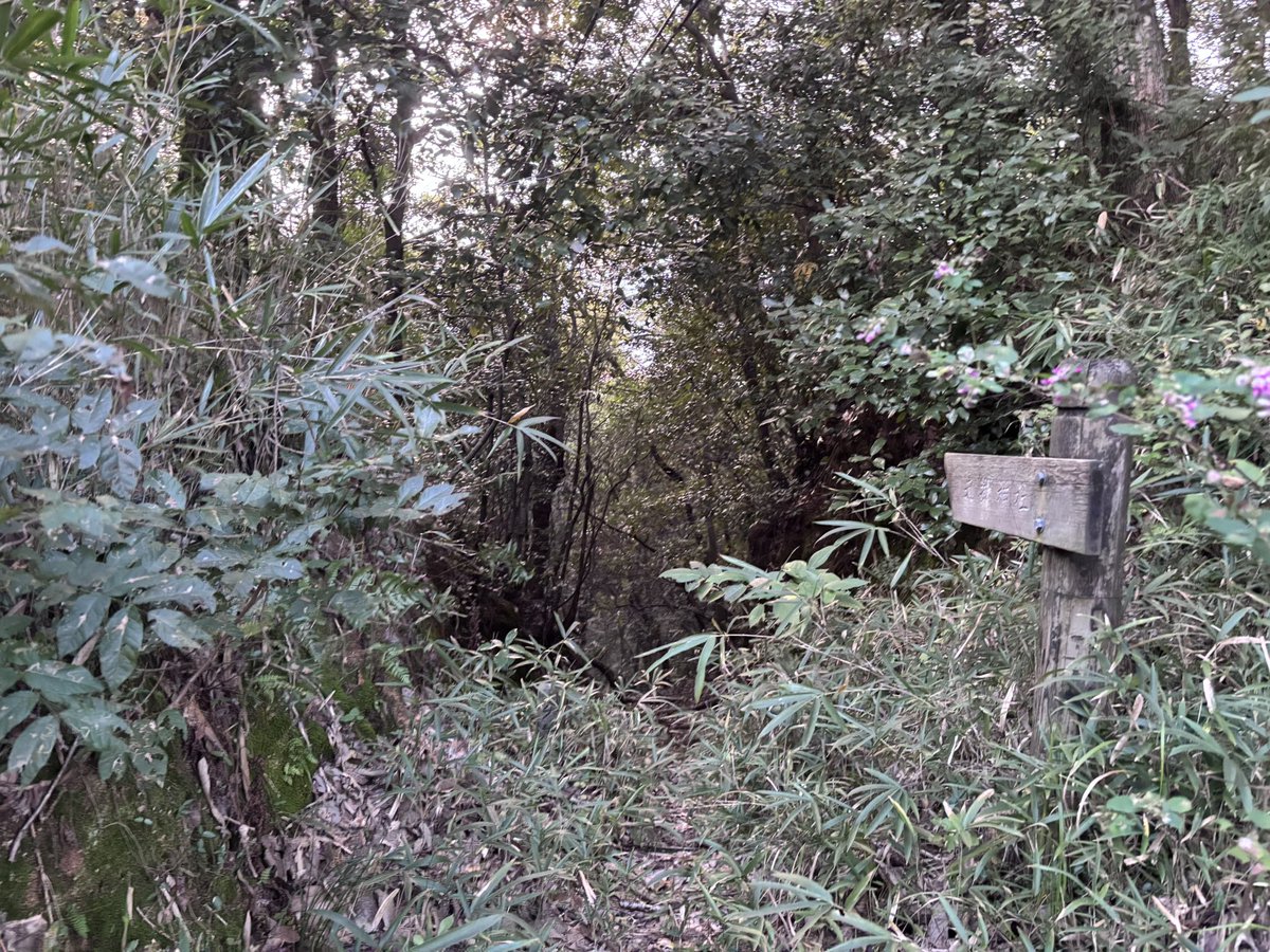 SiloVine's tweet photo. 備中・矢掛茶臼山城(下山済)

毛利元就の四男元清が猿掛城から移してきた城だが翌年には桜尾城へ移っている。
かなり広い城域だが、テレビ放送所、鉄塔、神社などが建ち、どこまでが当時の地形なのかよく分からない

本日はここまで

放送所の建つ主郭、主郭下の石積
三の丸、本丸北にある切通(堀切？) https://t.co/U5VU6lMm7Z