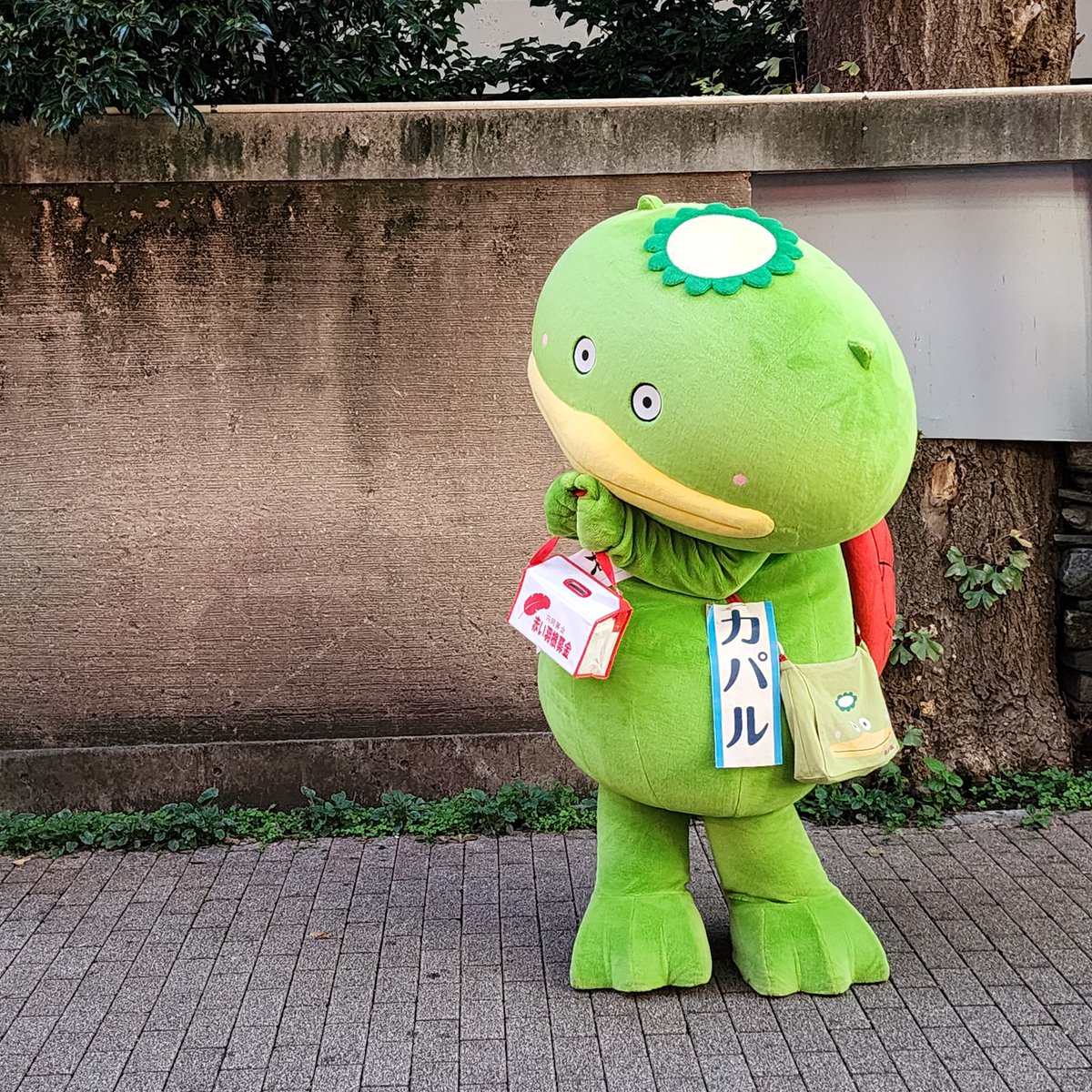 wampenkeko's tweet photo. ぼきんおねカパール
おねだりポーズのカパル
#赤い羽根募金 https://t.co/MVbXNpV8nK