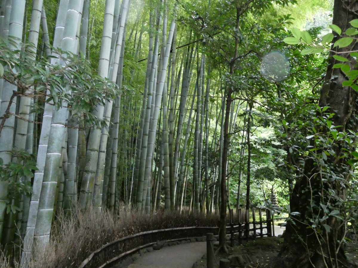 HIROKITI224's tweet photo. 鎌倉報国寺　
綺麗な庭と竹林 https://t.co/rflCxOrr1Y