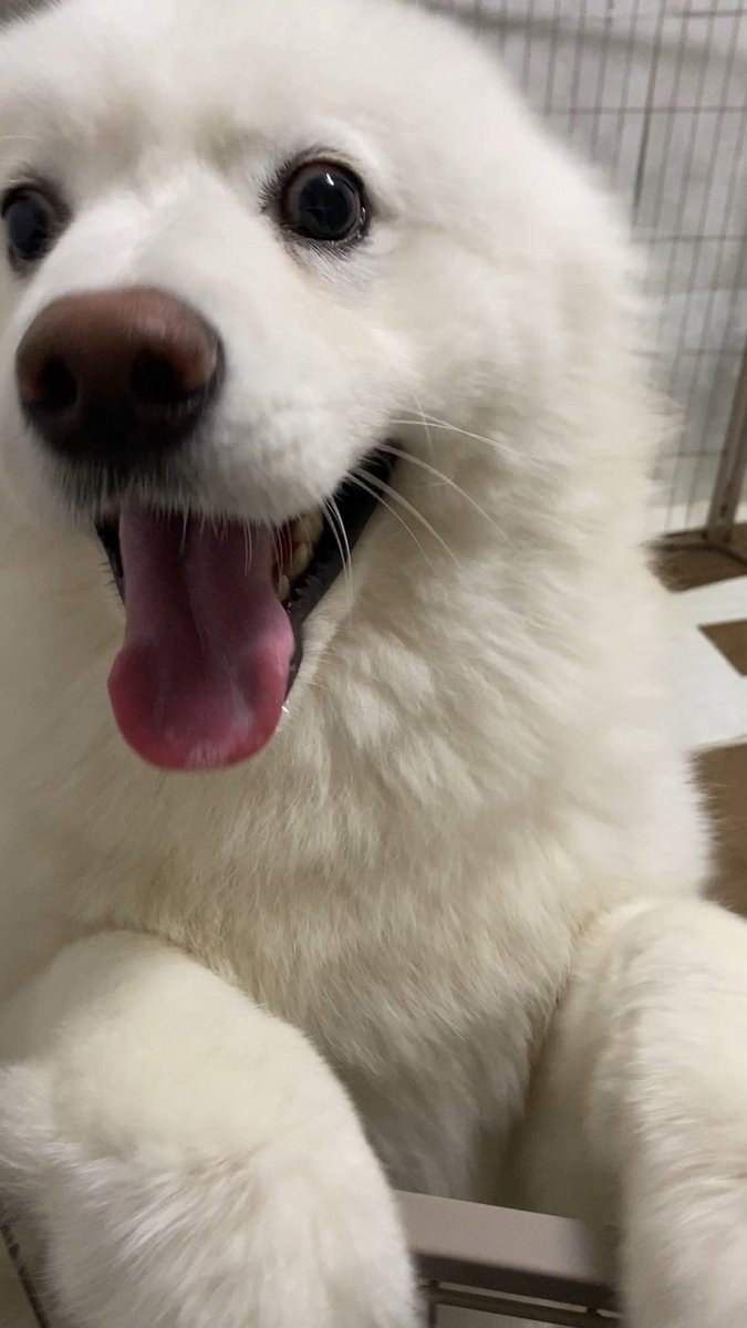 A close-up photo of a fluffy white dog with its mouth open and tongue hanging out, appearing to smile at the camera.