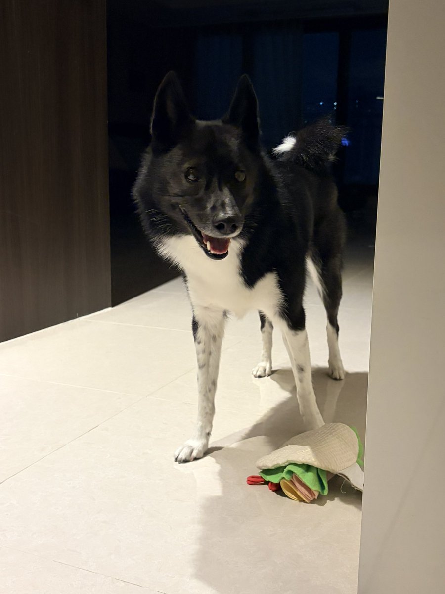 Oreoinluv's tweet photo. ✨🫧🖤🤍🐕‍🦺🤍🎱🫧🕶️🖤￼⚽️🤍🫧✨ https://t.co/7vfcigncmI