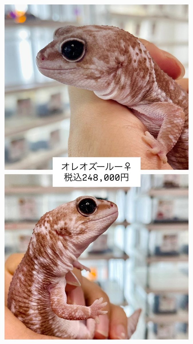 FATTAIL_AOTO tweet picture