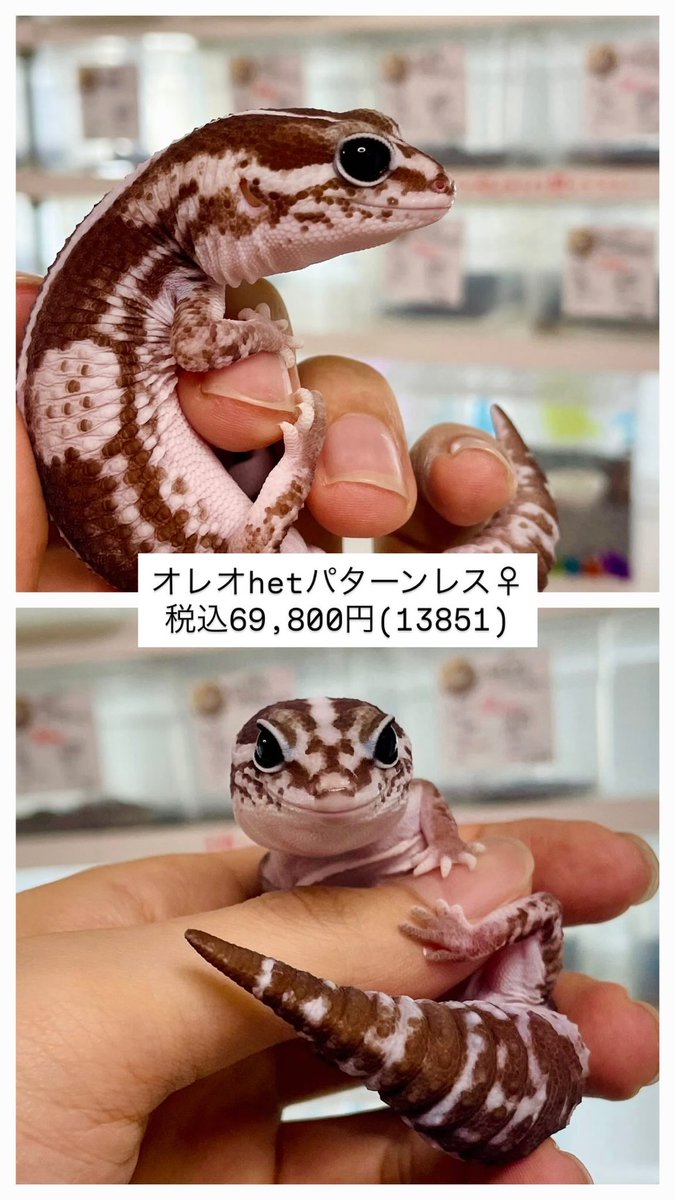 FATTAIL_AOTO tweet picture