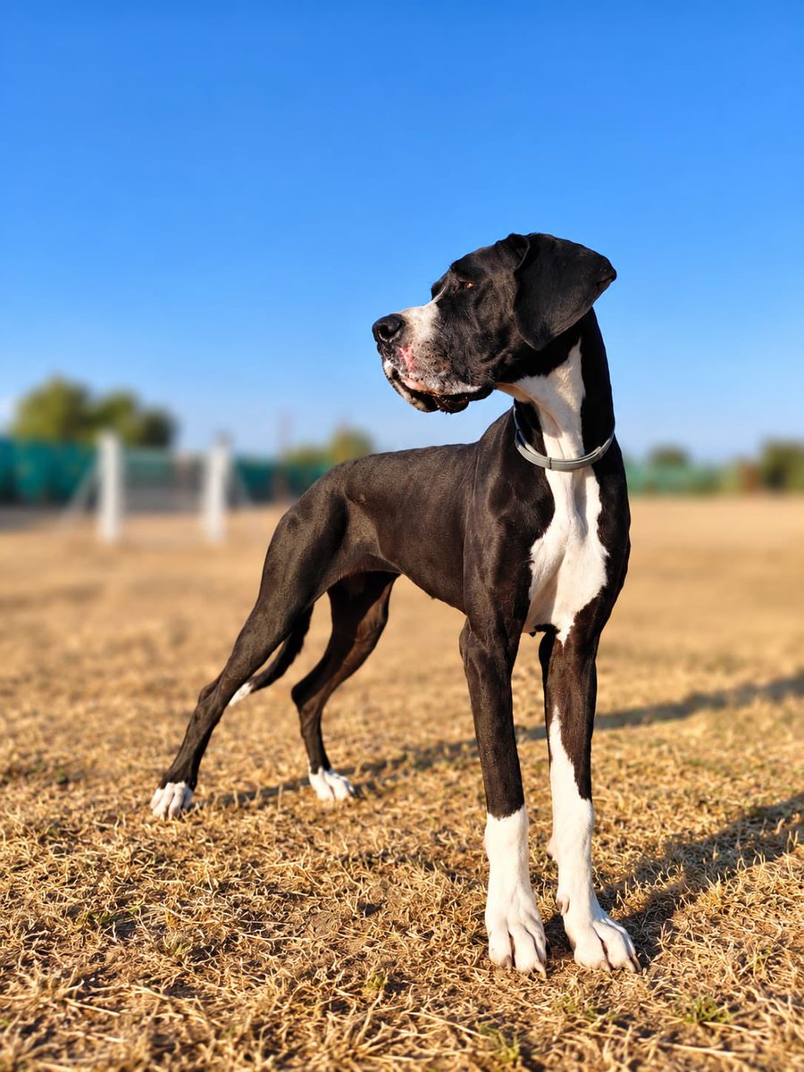 AXLAMADRID's tweet photo. HERA BUSCA UN NUEVO HOGAR 🏡❤️

Es una preciosa dogo alemán de 3 años y medio que necesita encontrar una nueva familia.
Desde pequeña ha vivido en un hogar y está acostumbrada a la vida familiar. Por motivos personales y falta de tiempo, su familia actual se ve…

🧵⬇️ https://t.co/36v7quT5z0