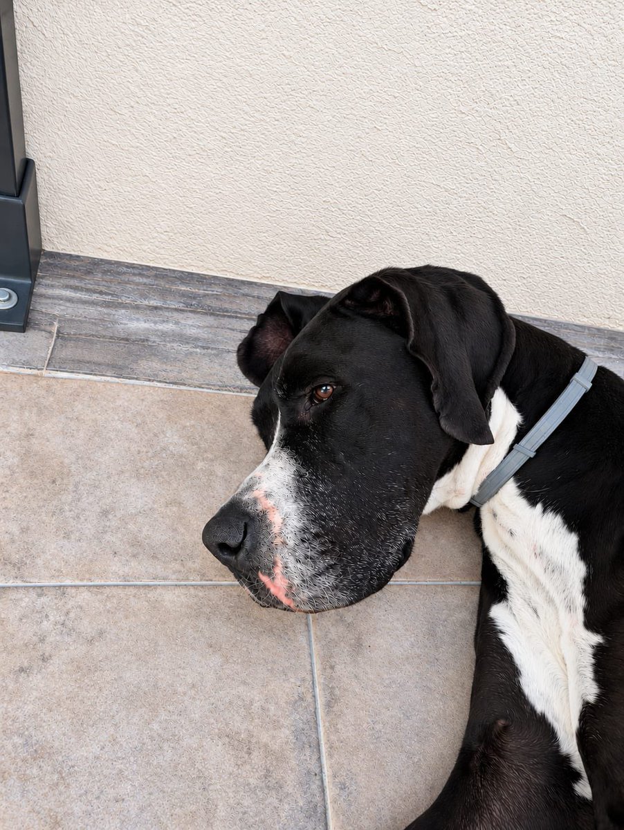 AXLAMADRID's tweet photo. HERA BUSCA UN NUEVO HOGAR 🏡❤️

Es una preciosa dogo alemán de 3 años y medio que necesita encontrar una nueva familia.
Desde pequeña ha vivido en un hogar y está acostumbrada a la vida familiar. Por motivos personales y falta de tiempo, su familia actual se ve…

🧵⬇️ https://t.co/36v7quT5z0