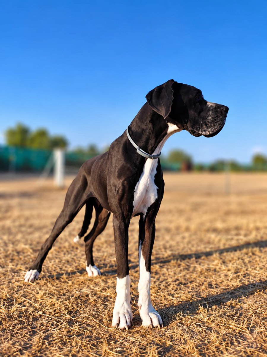AXLAMADRID's tweet photo. HERA BUSCA UN NUEVO HOGAR 🏡❤️

Es una preciosa dogo alemán de 3 años y medio que necesita encontrar una nueva familia.
Desde pequeña ha vivido en un hogar y está acostumbrada a la vida familiar. Por motivos personales y falta de tiempo, su familia actual se ve…

🧵⬇️ https://t.co/36v7quT5z0