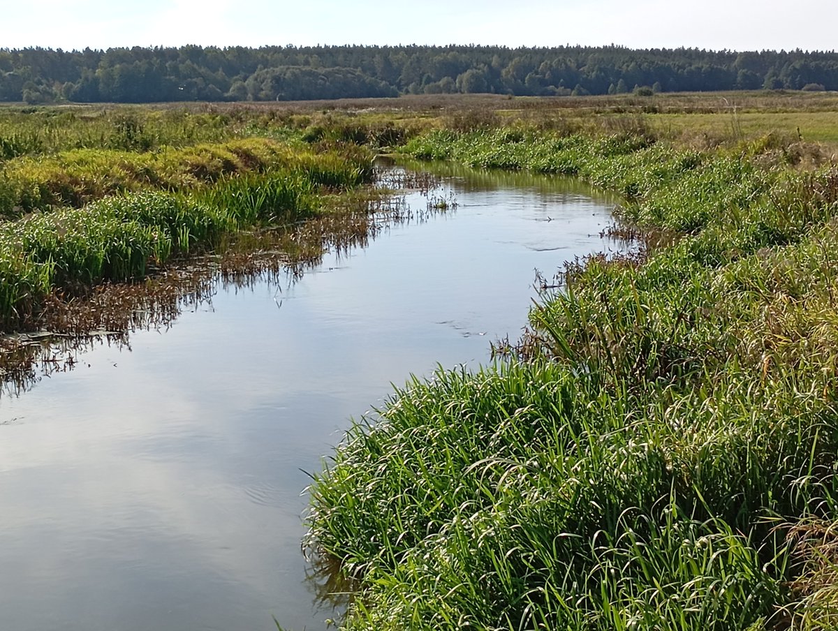 bapstylek's tweet photo. Meandrująca, polska rzeka Narew i przyroda nieskażona ręką "architekta terenów zielonych". Letnie ciepło, zapach trawy i ciszę musicie sobie wyobrazić.
Miłego dnia. https://t.co/e2wq38Yg7V