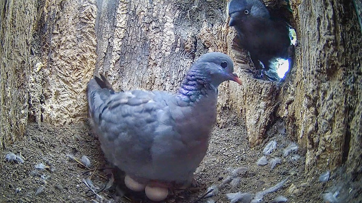 RobertEFuller's tweet photo. When a pair of stock doves moved into an unused kestrel nest box, they thought it was a premium property - but they had no idea what the neighbourhood was like😲
Follow the link to watch my latest YouTube film to discover what happened when they trried to start a family 👉https://t.co/YeOVAh6wvp