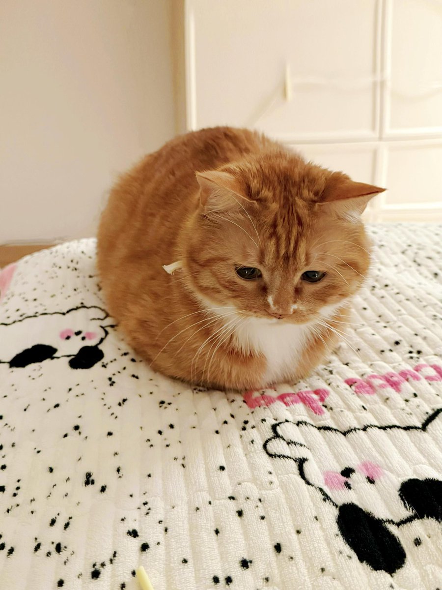 nocontextscats's tweet photo. L🍞 https://t.co/tmsMqSPXe6