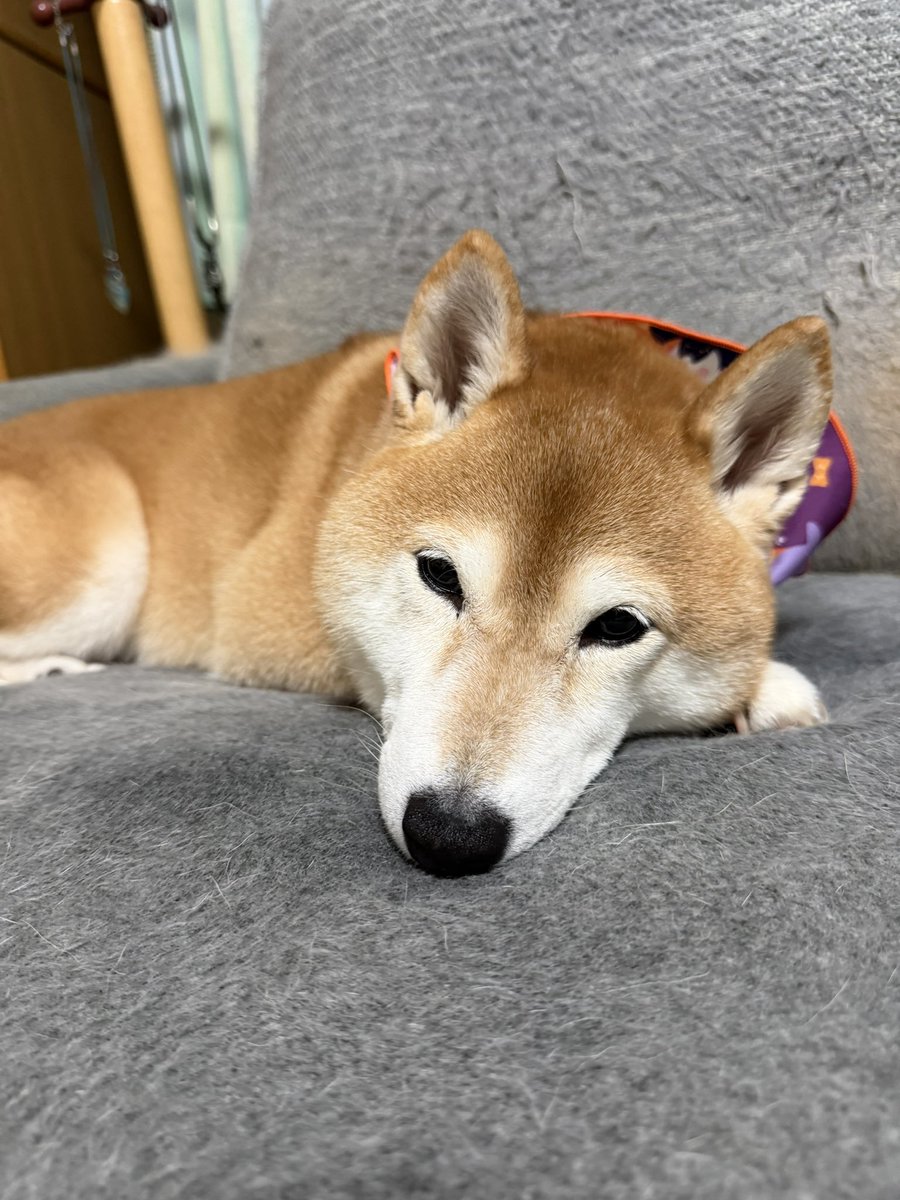 M2DAMA's tweet photo. 両親が旅行に行ってて寂しげな犬 https://t.co/JEx8bfHCJL