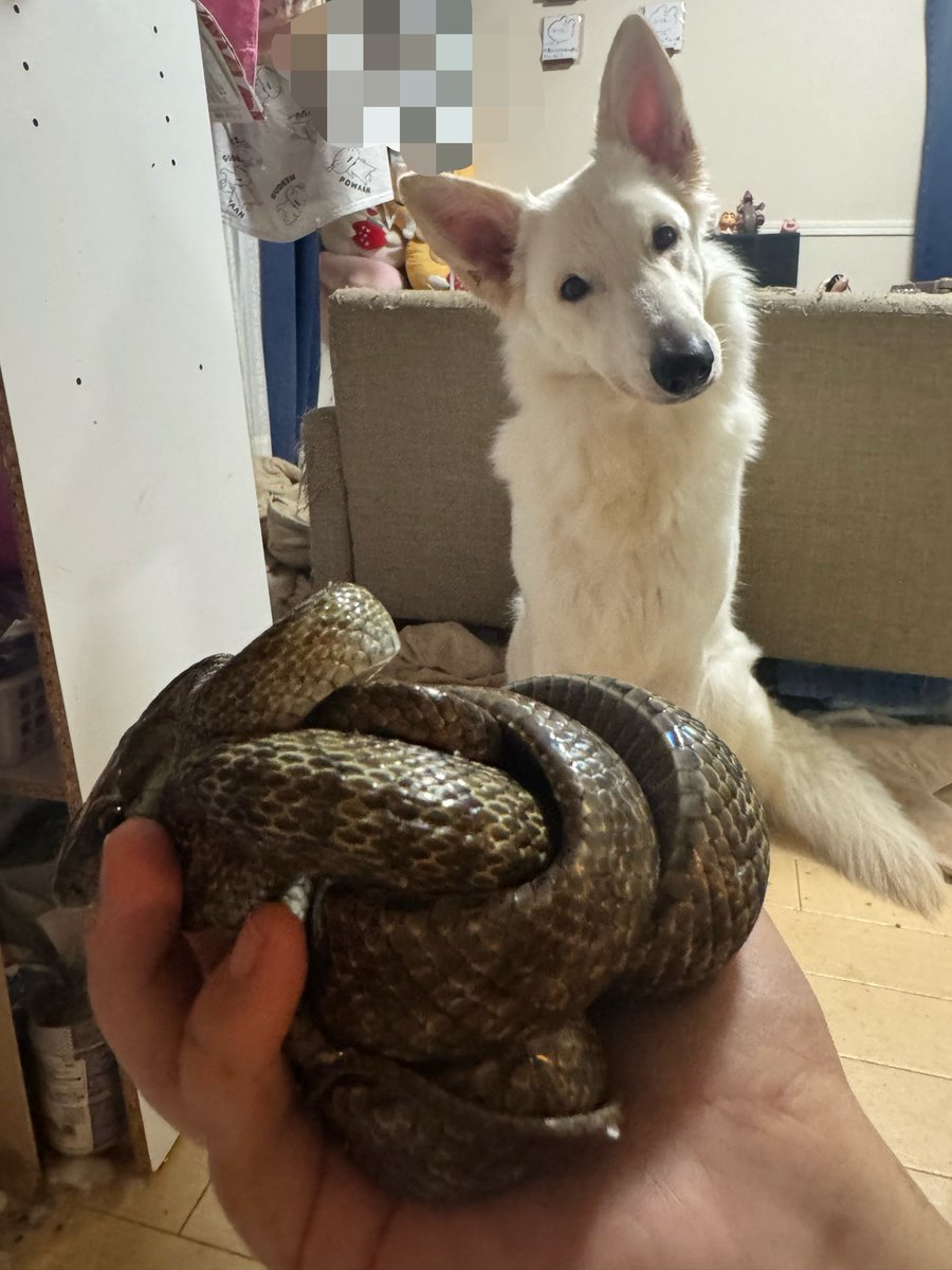 Rep_pokemon's tweet photo. 友達から教えてもらったWCのアオダイショウを落ち着かせる方法試したけどえぐい！
とそれをな���だ？って見つめるふわり🐻‍❄️
後ろにうちの下着が写ってたので消しときました😂 https://t.co/wlEBZbjcum