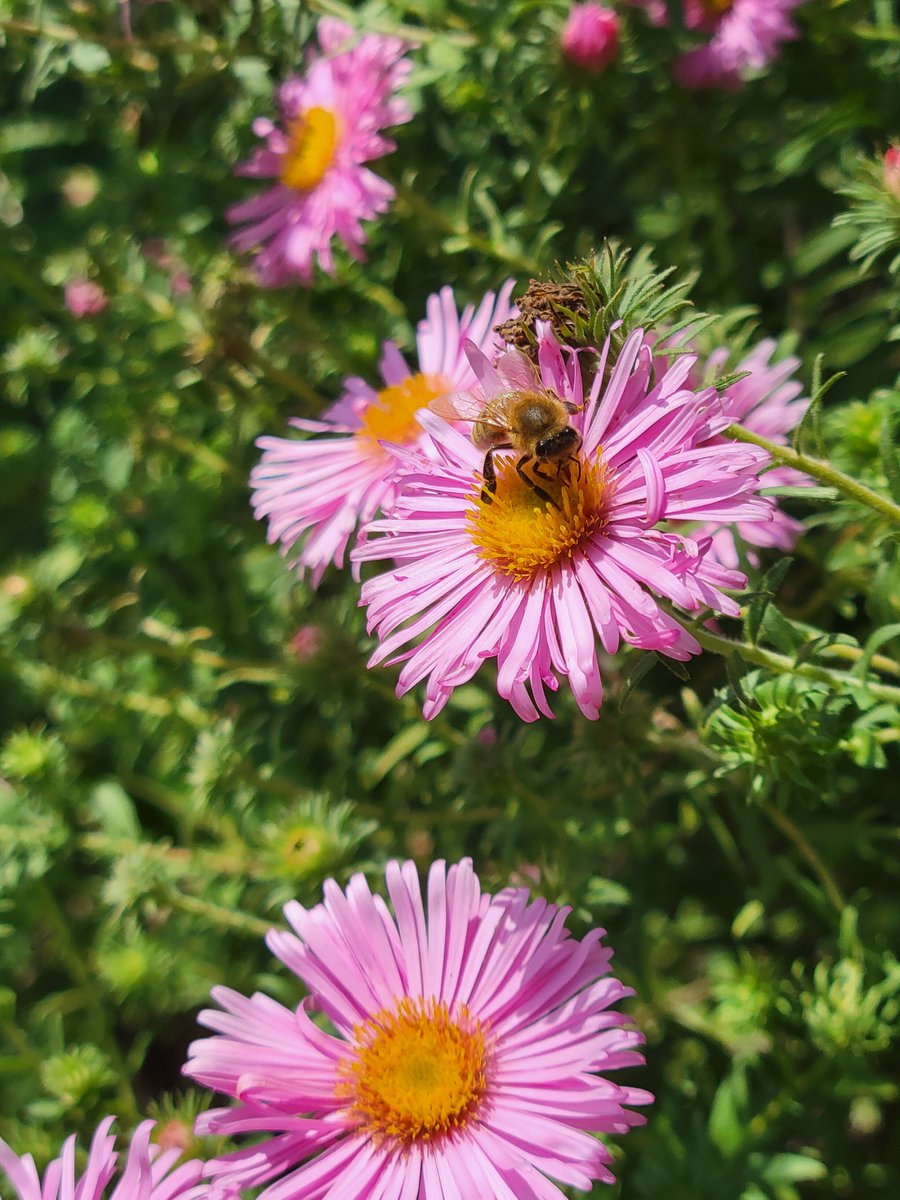 arpaveneto's tweet photo. #pollininellaria #veneto Sono online previsioni pollini #Arpav fino al 4 ottobre https://t.co/UXSG7nx4xY

🔴si segnalano concentrazioni elevate per Composite (artemisia) a Verona e Alternaria a Treviso, Venezia, Verona, Vicenza, Rovigo  

📸  Symphyotrichum fam. Composite https://t.co/hvzW693Few