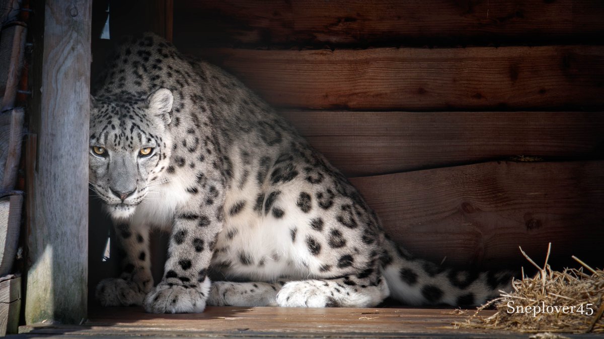 sneplover45's tweet photo. He is watching you....
#Snowleopard #Joep #DierenparkHoenderdaell https://t.co/vYuvjhvEuz