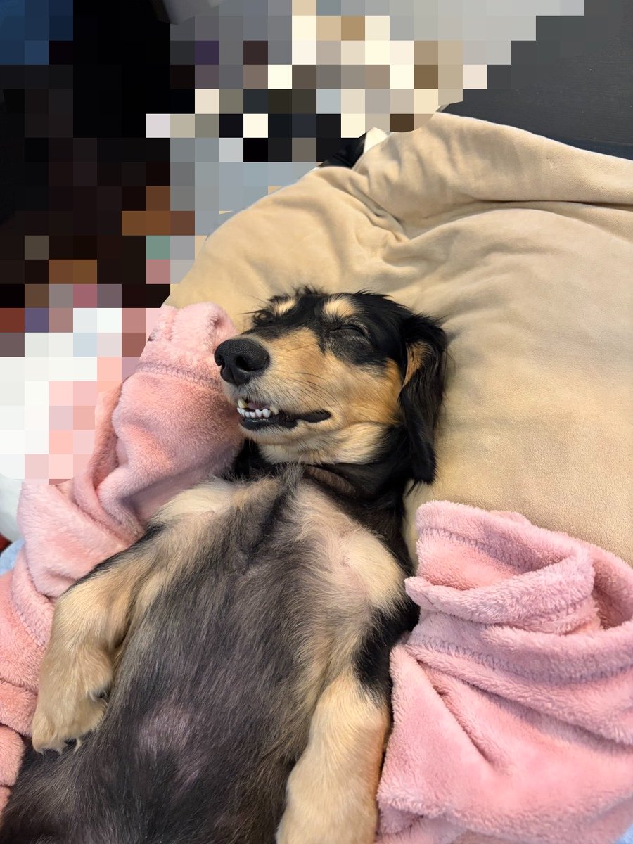 a_pe_dao's tweet photo. 結局一番のメロ男なんよ
  #犬 https://t.co/DZRVAtZR08