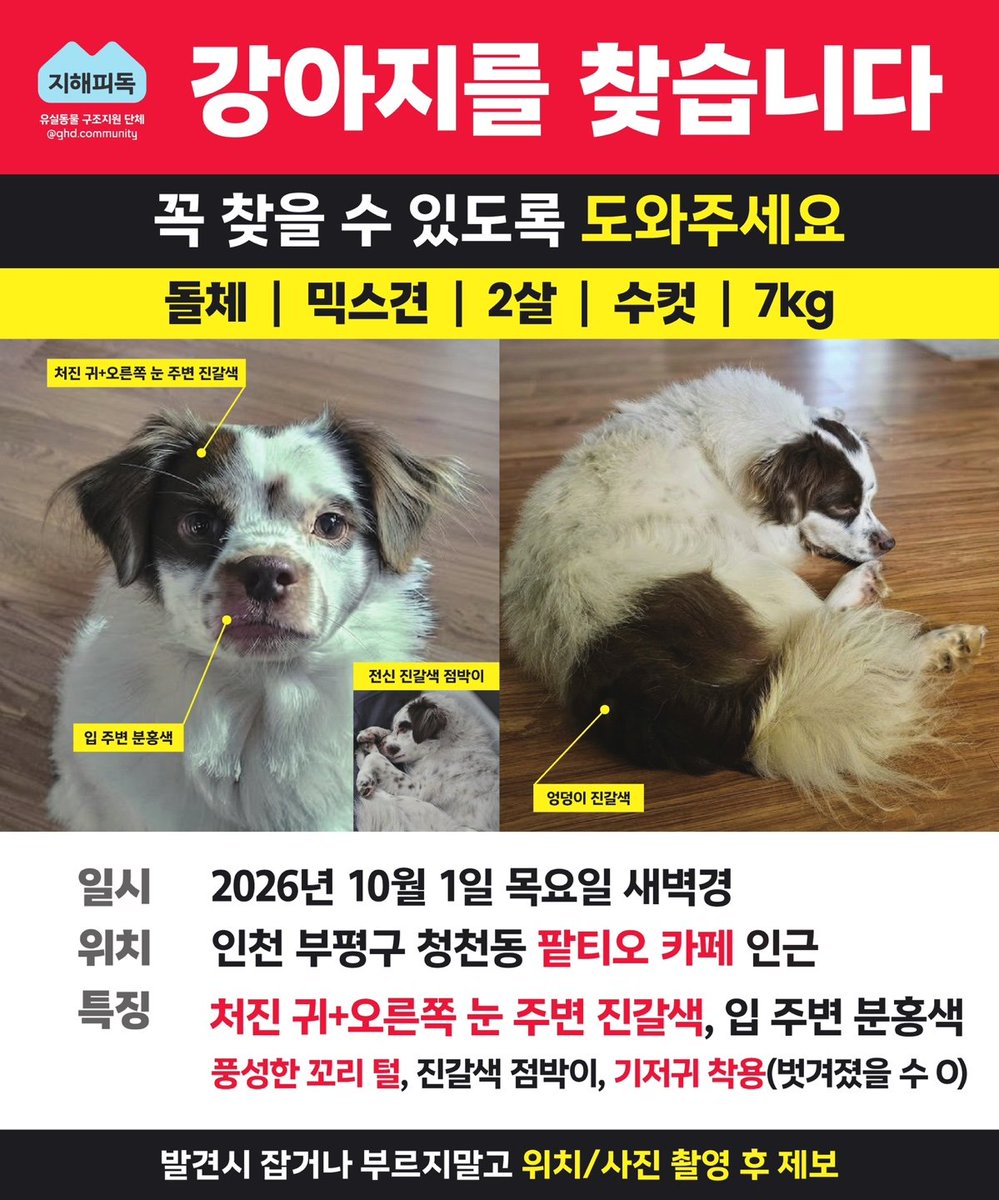 kimjob980713's tweet photo. 인천 부평구에서 강아지 발견시 연락부탁드립니다. https://t.co/xDPAM6OSPe