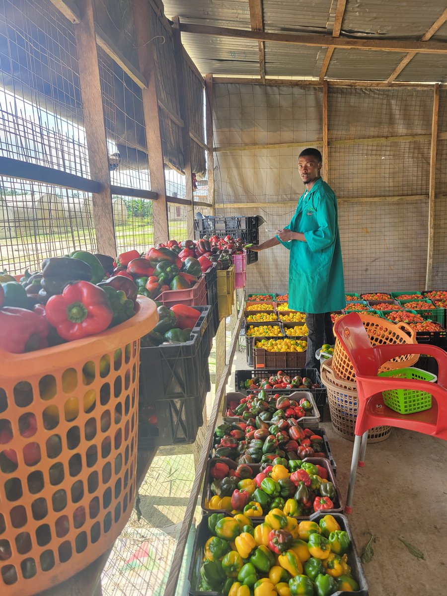 AyobamiLawal20's tweet photo. October first pepper lord reporting ✌️✨️ https://t.co/hoRdG93Z1A