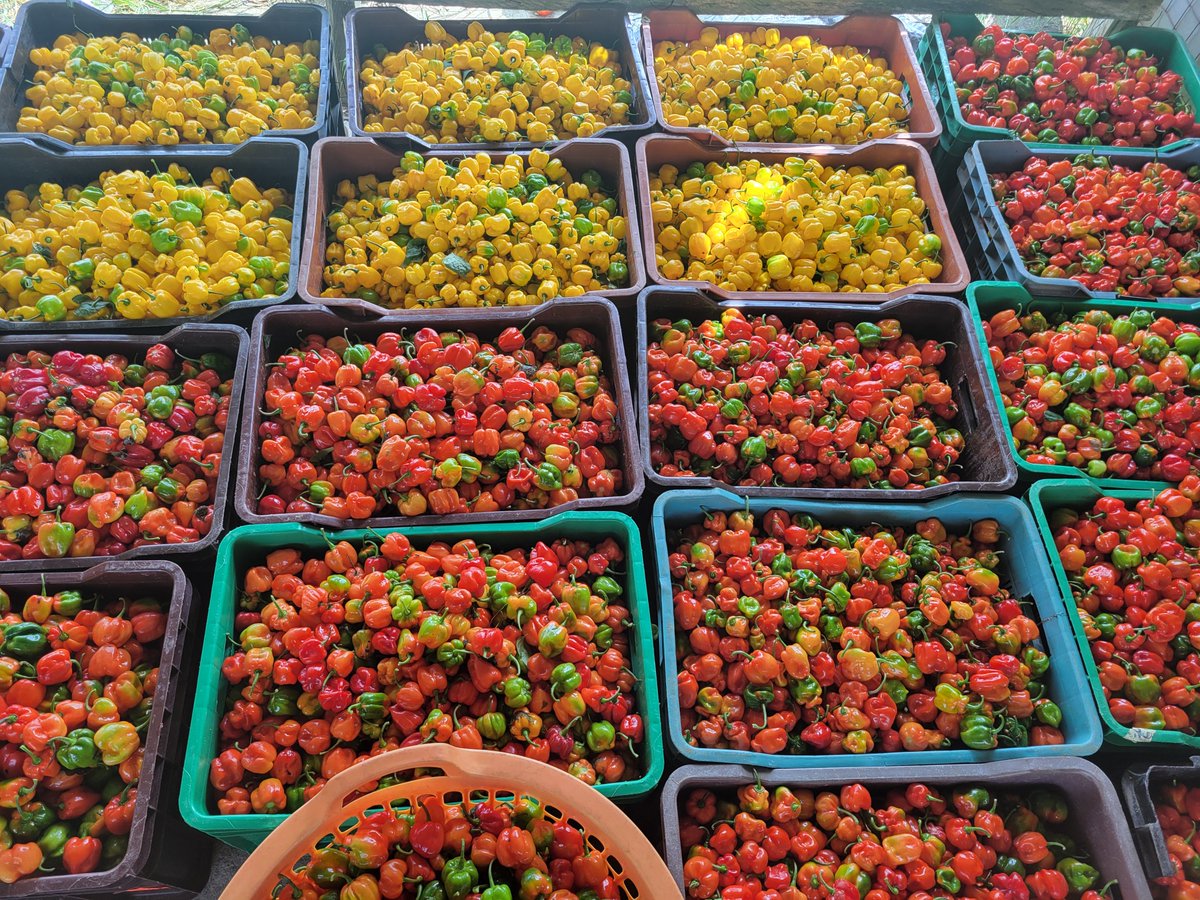 AyobamiLawal20's tweet photo. October first pepper lord reporting ✌️✨️ https://t.co/hoRdG93Z1A