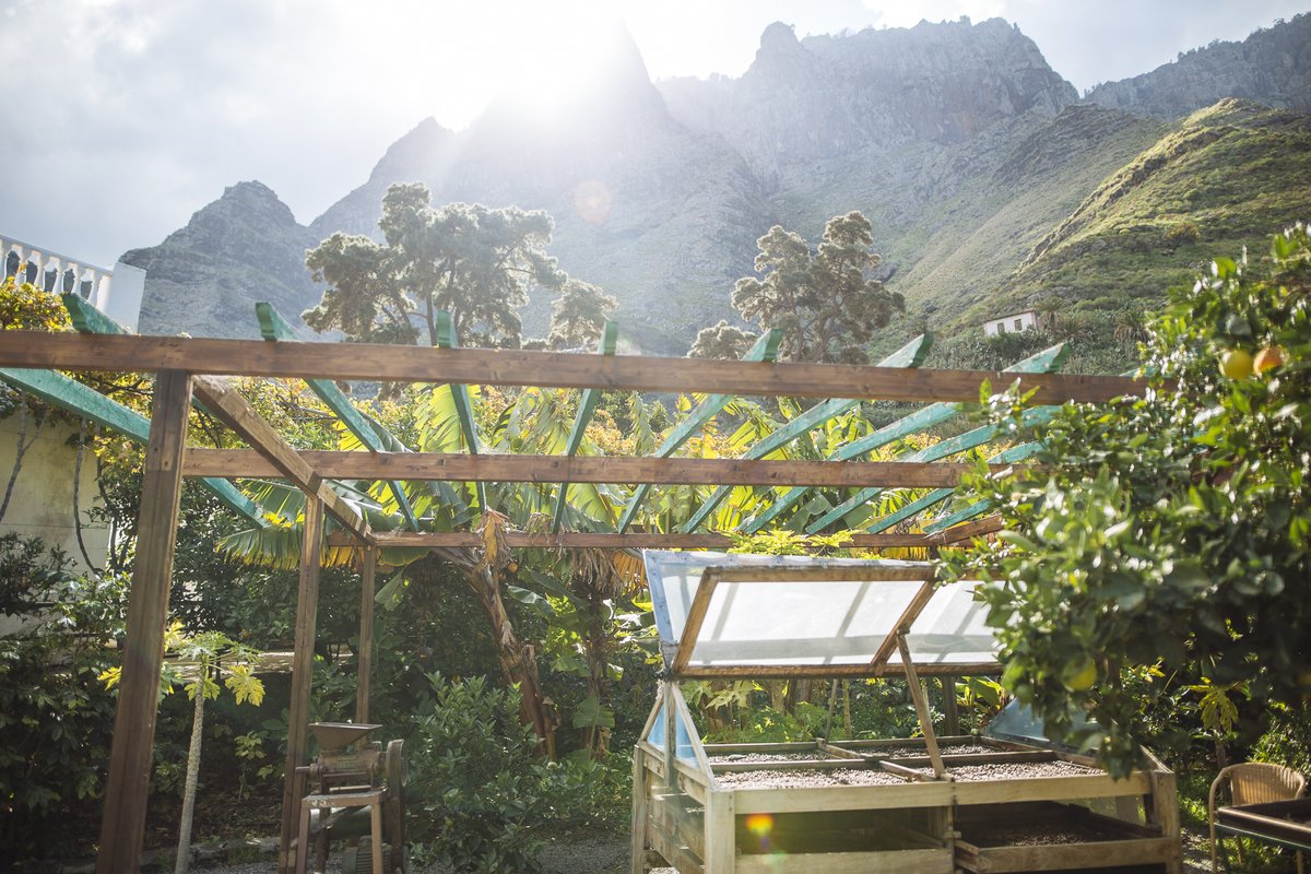 GCNatural's tweet photo. El pequeño cultivo de café de #FincaLaLaja es otra muestra más de la singularidad del Valle de Agaete 🌄

Además, es una forma de celebrar el #DíaInternacionaldelCafé con una taza de origen muy cercano ☕

Descúbrelo 👉 https://t.co/JWHQs9qM5f

#GCNaturalandActive #GranCanaria https://t.co/jh4eQhBapb