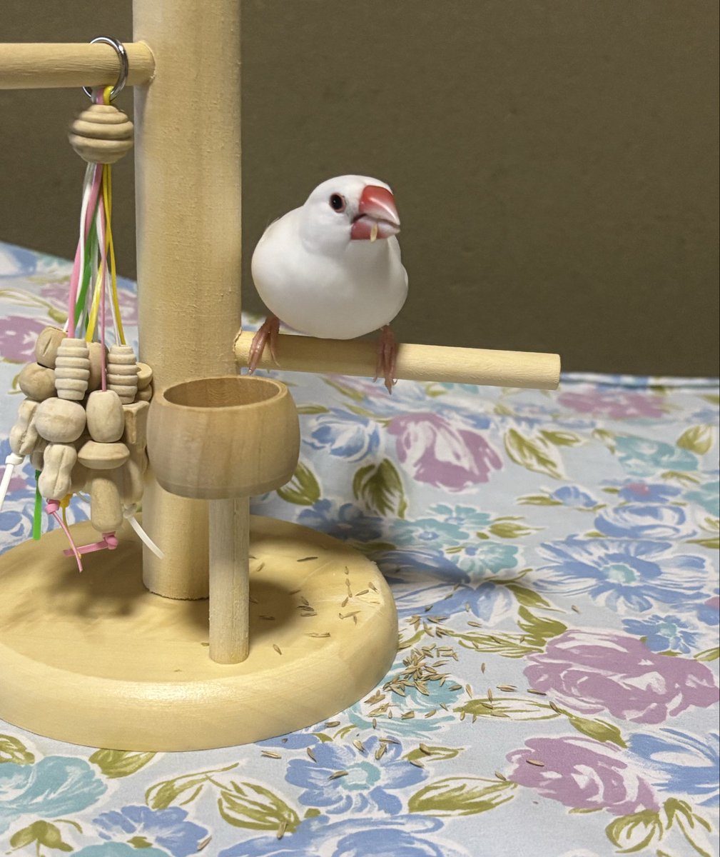 linlinlambuncho's tweet photo. さぁ、いっぱい遊ぼう！
#文鳥 https://t.co/gpcSdRLuN9