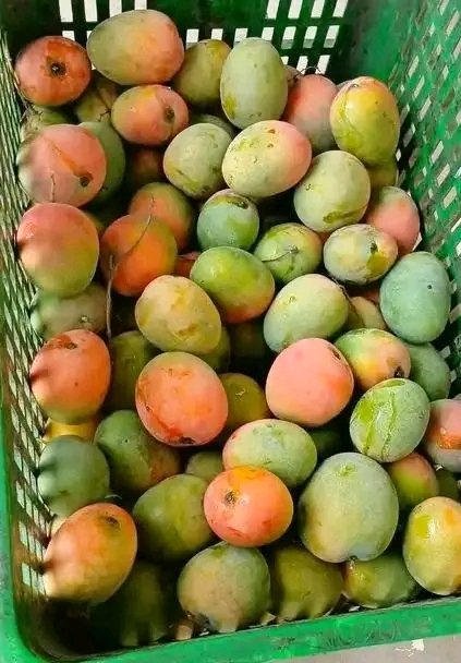 ReponseAgronomy's tweet photo. Mango production is more than harvesting fruit—it’s about producing quality, marketable produce through good orchard management.
#ReponseAgronomy https://t.co/K1pK0WCb0r