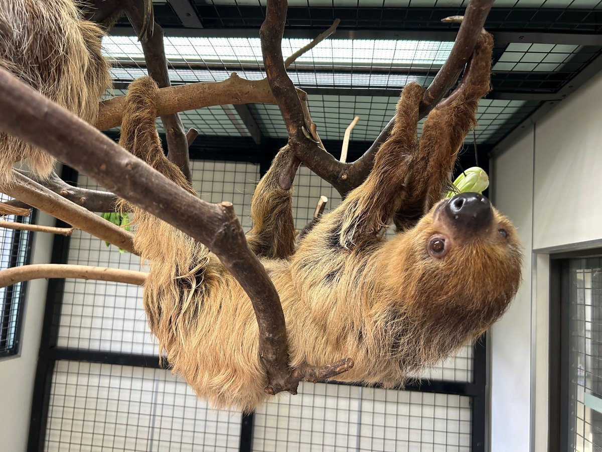 kobeojizoo's tweet photo. 2026年10月１日(水曜)の昼、フタユビナマケモノの「アジェンダ」(オス、27歳)が循環障害のため死亡しました。
　これまで「アジェンダ」を愛し、見守り、応援いただきました皆様方に、感謝を申し上げます。 https://t.co/nUmqQJ7bW0