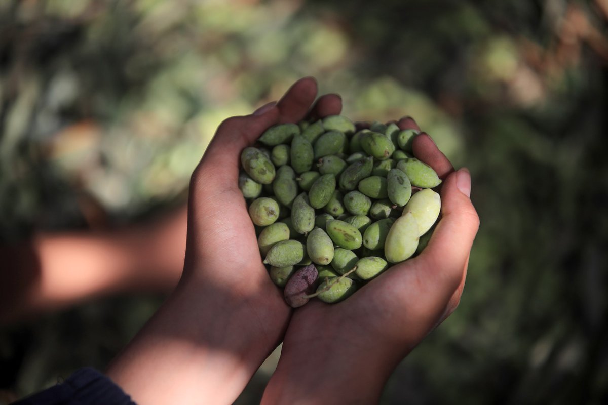 Iman4ii's tweet photo. Palestinian volunteers help farmers harvest olives in Gaza City September 30 2026 https://t.co/fYDopWryUm