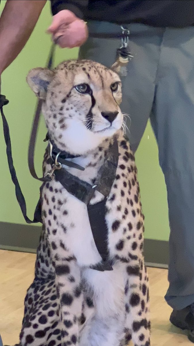therealanagh's tweet photo. I saw him as well back in 2023, such a cutie ❤️ https://t.co/tjUVW8wizF