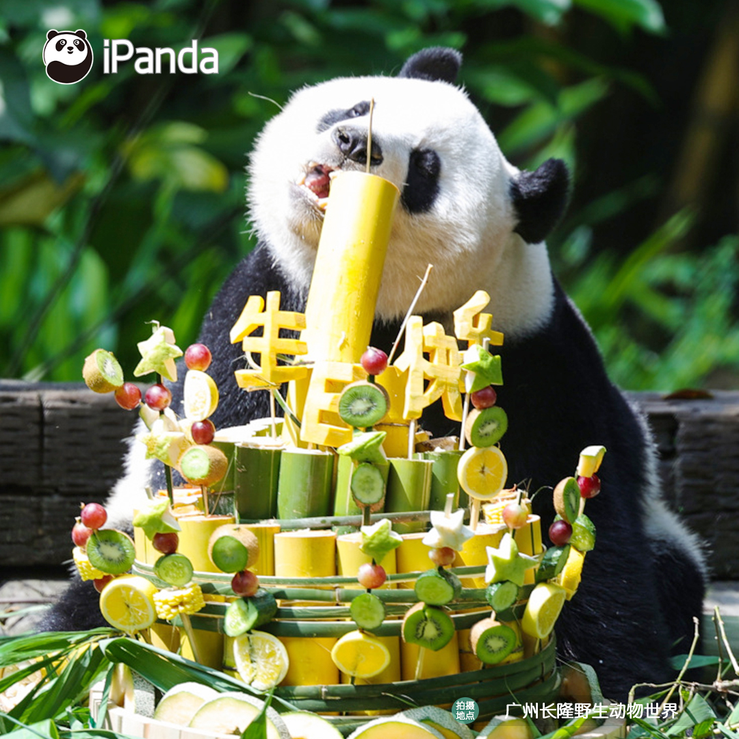 ipandacom's tweet photo. Guo Qing celebrates her 7th birthday at Chimelong Safari Park, and has a whole spread served for her. Wish you a very happy birthday, and happy every day!

#PandaPic #CCRCGP #PandaFun 

For more panda information, please check out: https://t.co/hXNeewwBNN https://t.co/Fytza3a1Lp