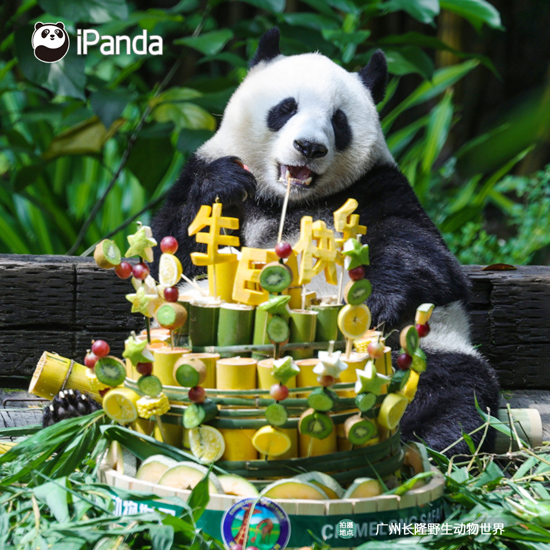 ipandacom's tweet photo. Guo Qing celebrates her 7th birthday at Chimelong Safari Park, and has a whole spread served for her. Wish you a very happy birthday, and happy every day!

#PandaPic #CCRCGP #PandaFun 

For more panda information, please check out: https://t.co/hXNeewwBNN https://t.co/Fytza3a1Lp