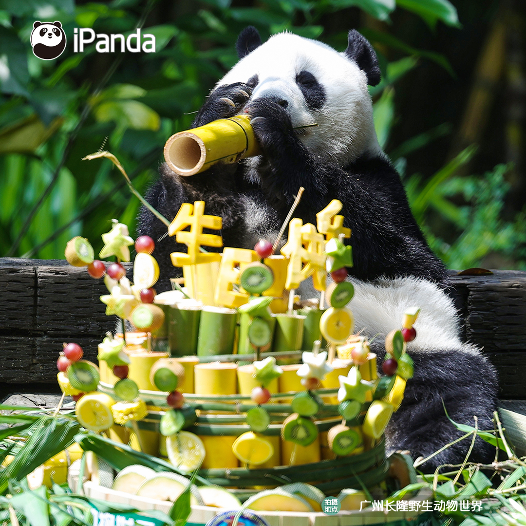 ipandacom's tweet photo. Guo Qing celebrates her 7th birthday at Chimelong Safari Park, and has a whole spread served for her. Wish you a very happy birthday, and happy every day!

#PandaPic #CCRCGP #PandaFun 

For more panda information, please check out: https://t.co/hXNeewwBNN https://t.co/Fytza3a1Lp
