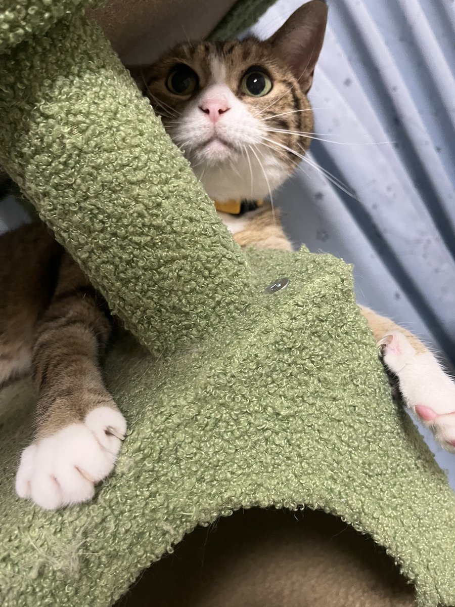 7toki634's tweet photo. #猫のいる暮らし https://t.co/CessfpD044