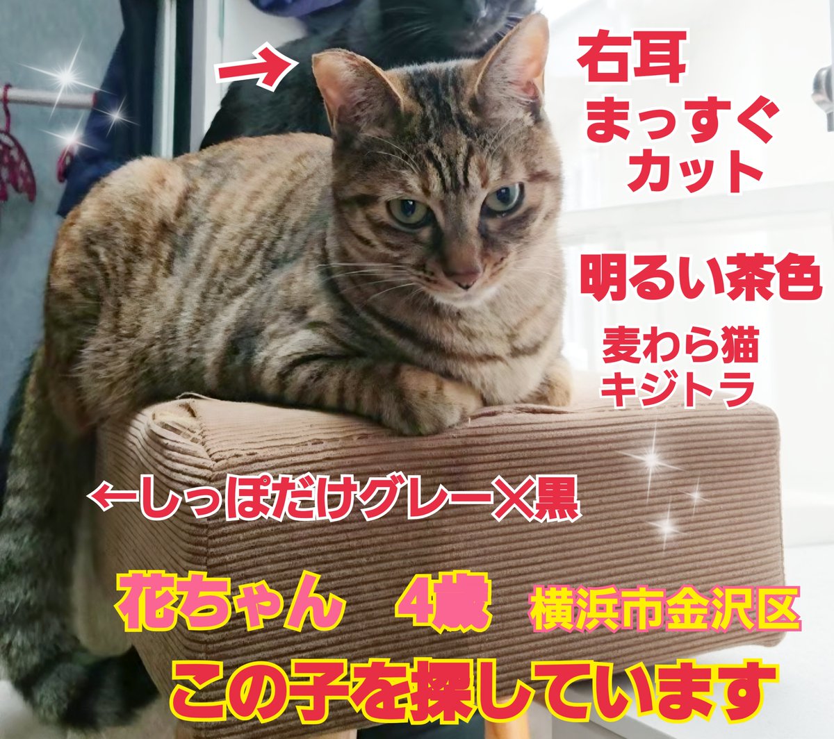 squirrelemi's tweet photo. 猫を探しています。花ちゃん4歳。右耳がまっすぐカット（V字のサクラカットではなく）身体は明るい茶色ですが尻尾だけ色が違いグレー✕黒の縞々模様です。2024年4月11日横浜市金沢区富岡東の自宅から私の不注意で外に出てしまい迷子のままです。ずっと探しています
#猫を探しています
#横浜市金沢区 https://t.co/Vrs51iCju5