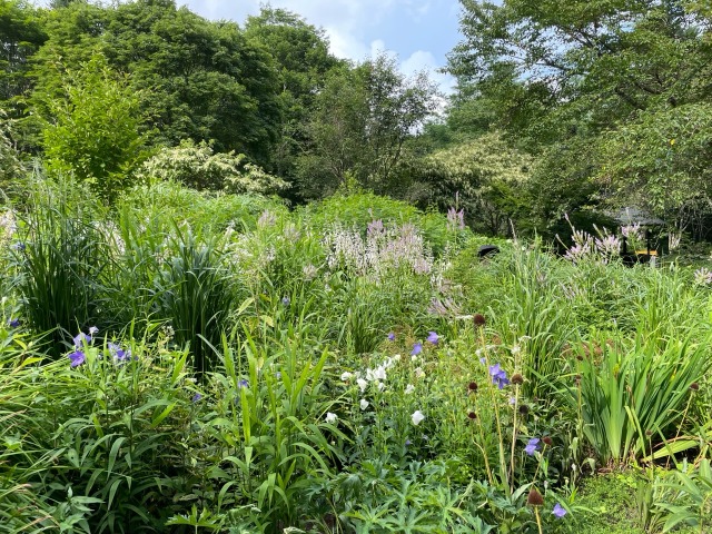 TGGakusha's tweet photo. 植栽デザインの主役！ダイナミックに変化する多年草をどう扱うかを学ぶ「多年草植栽のデザイン」が受付中！

ヘッドガーデナーのアンディ カニンハム 氏が講師を担当します。

https://t.co/BgxOqYVaJH https://t.co/POXnJmv4xt