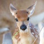 Photo by deer encounters 🦌 (@DeerEncounters)