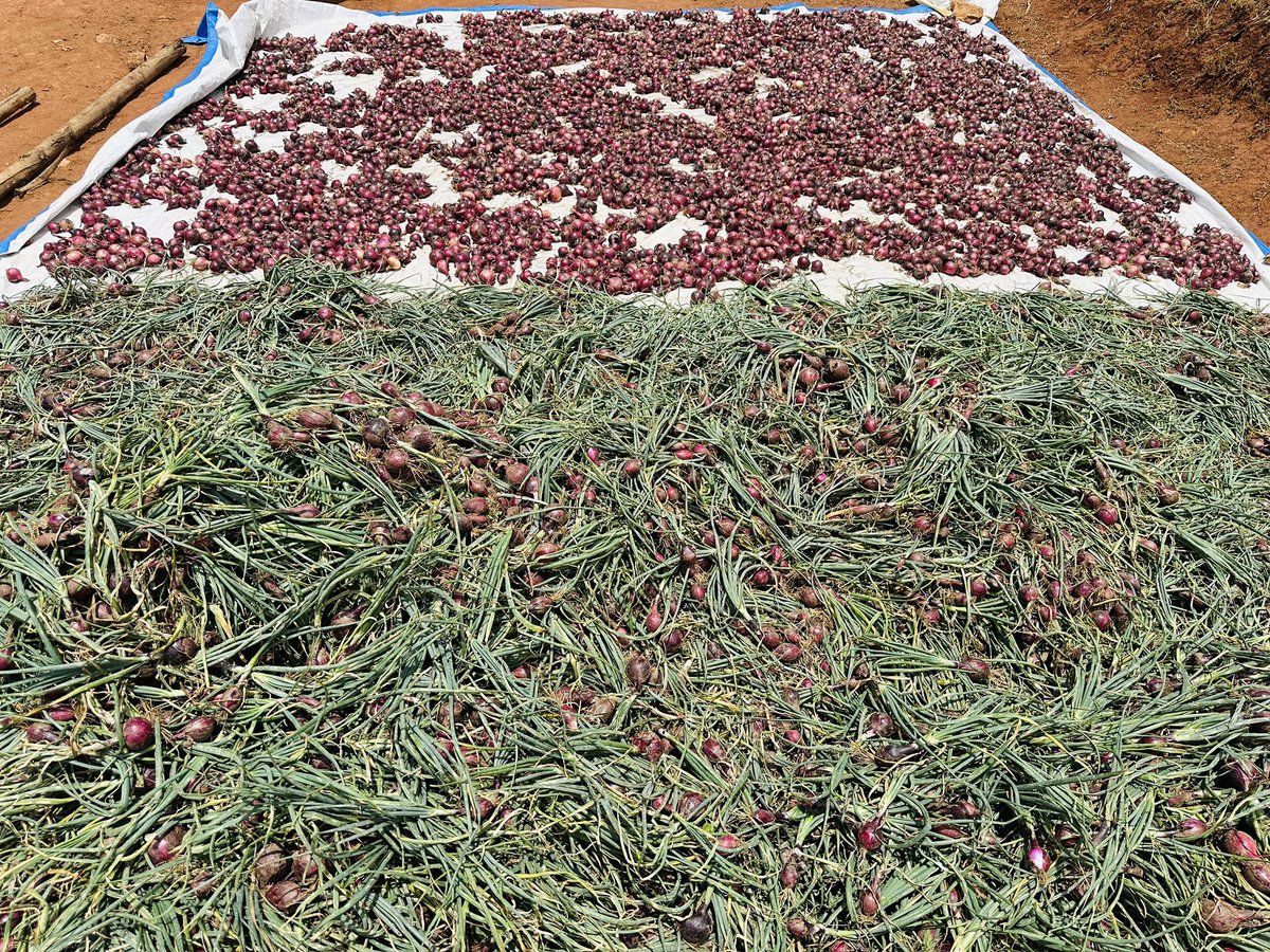 diharagirimana's tweet photo. Don’t measure agricultural progress only by yield. Look at profitability, resource efficiency, product quality, resilience, and the condition of the farm after harvest. https://t.co/TpZXS53YSE