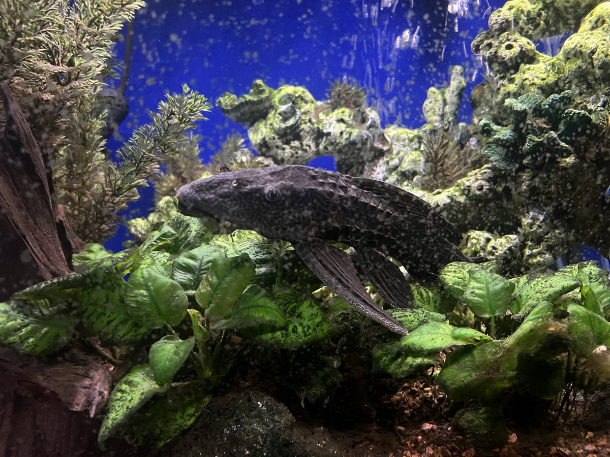 bobber85's tweet photo. My pleco is getting big! https://t.co/MsYmbtXBSN