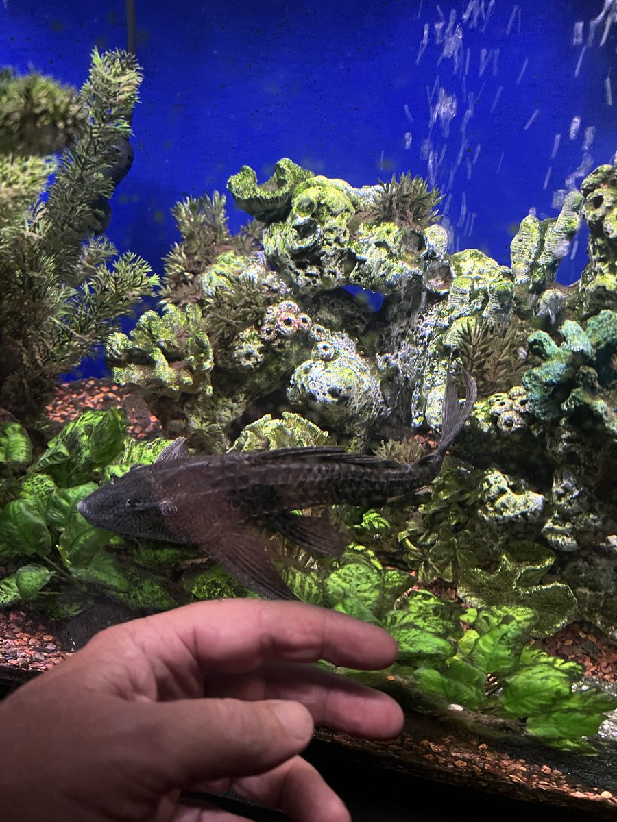 bobber85's tweet photo. My pleco is getting big! https://t.co/MsYmbtXBSN