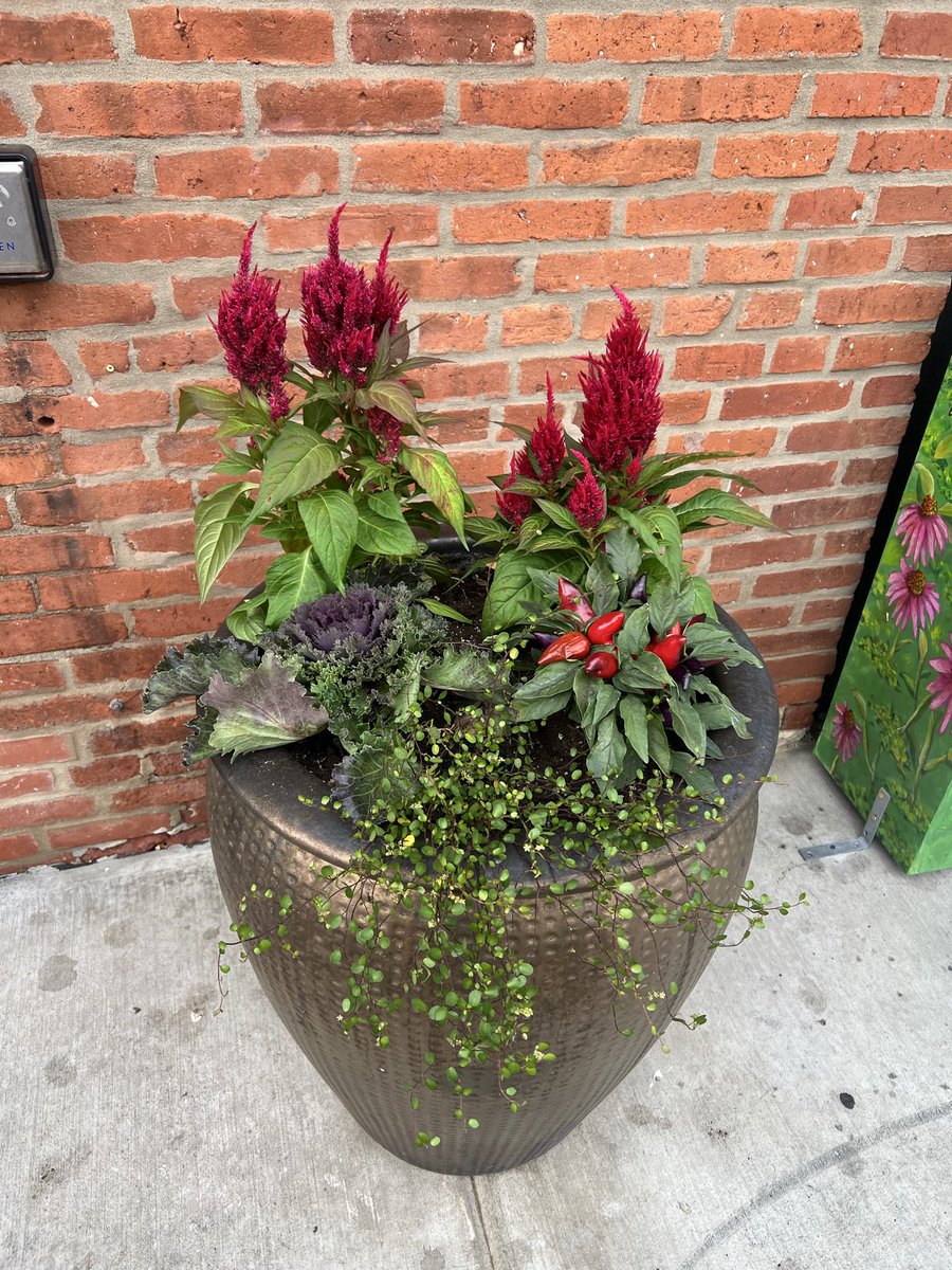 bobber85's tweet photo. Fall container gardening. I love being given a selection of plants and designing on the fly. https://t.co/YMvwT037yp