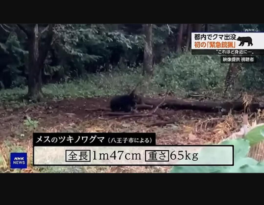 e71ALZdPBJTGvS7's tweet photo. 八王子の殺されたクマ。
初め70センチと報道され翌日147センチ65キロと訂正されているが、どうみても子グマ。更に日頃から猪鹿用にトラバサミを仕掛けていた、とある。違法じゃないか？動画↓
https://t.co/nJZZfAWrPr
#熊を守ろう https://t.co/wHkrD6PPfQ