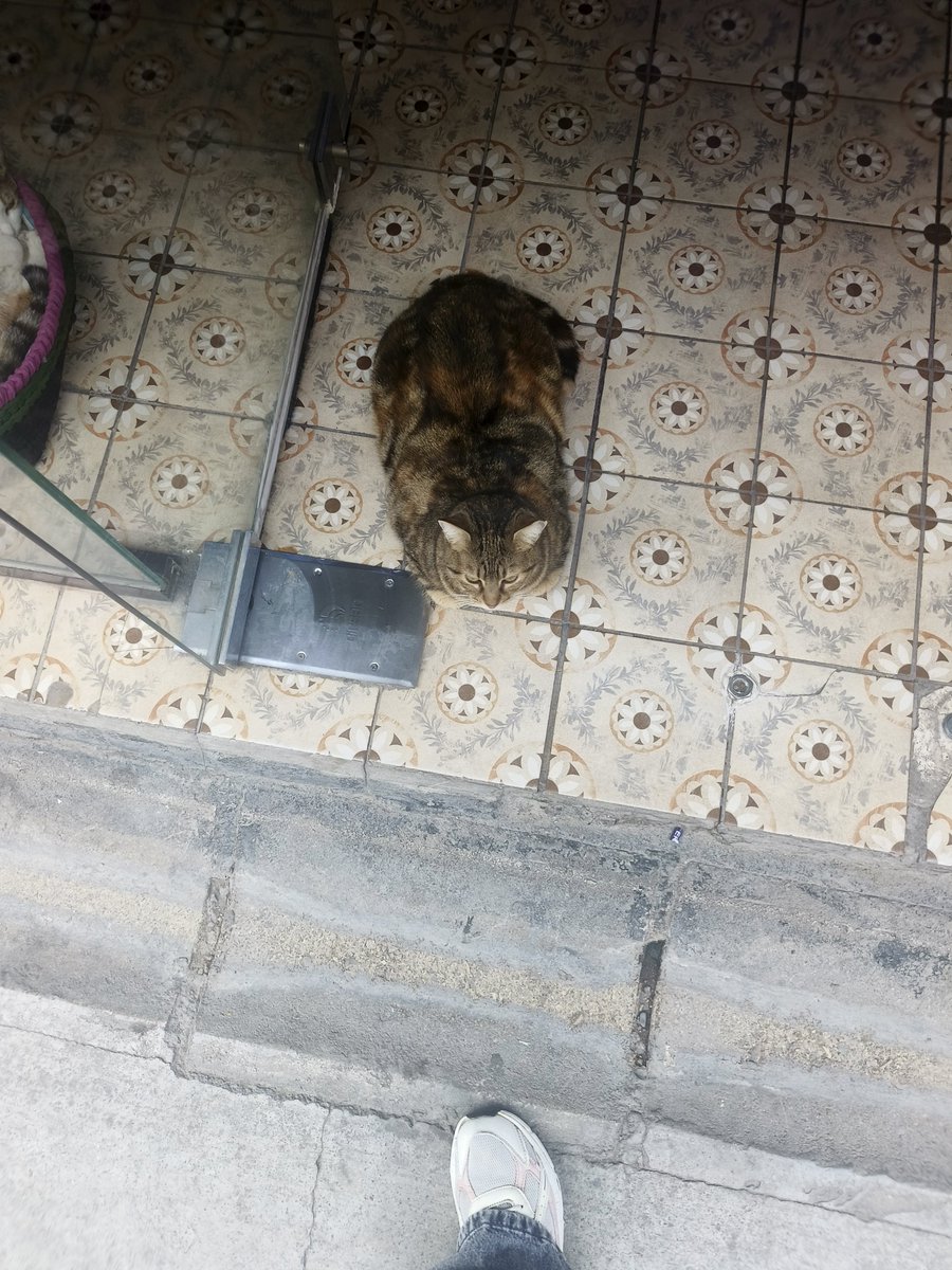 KittyyCattt10's tweet photo. Paspas zannettim https://t.co/wfTYOmRC0p