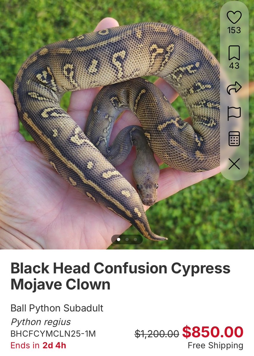 R_I_A_python tweet picture