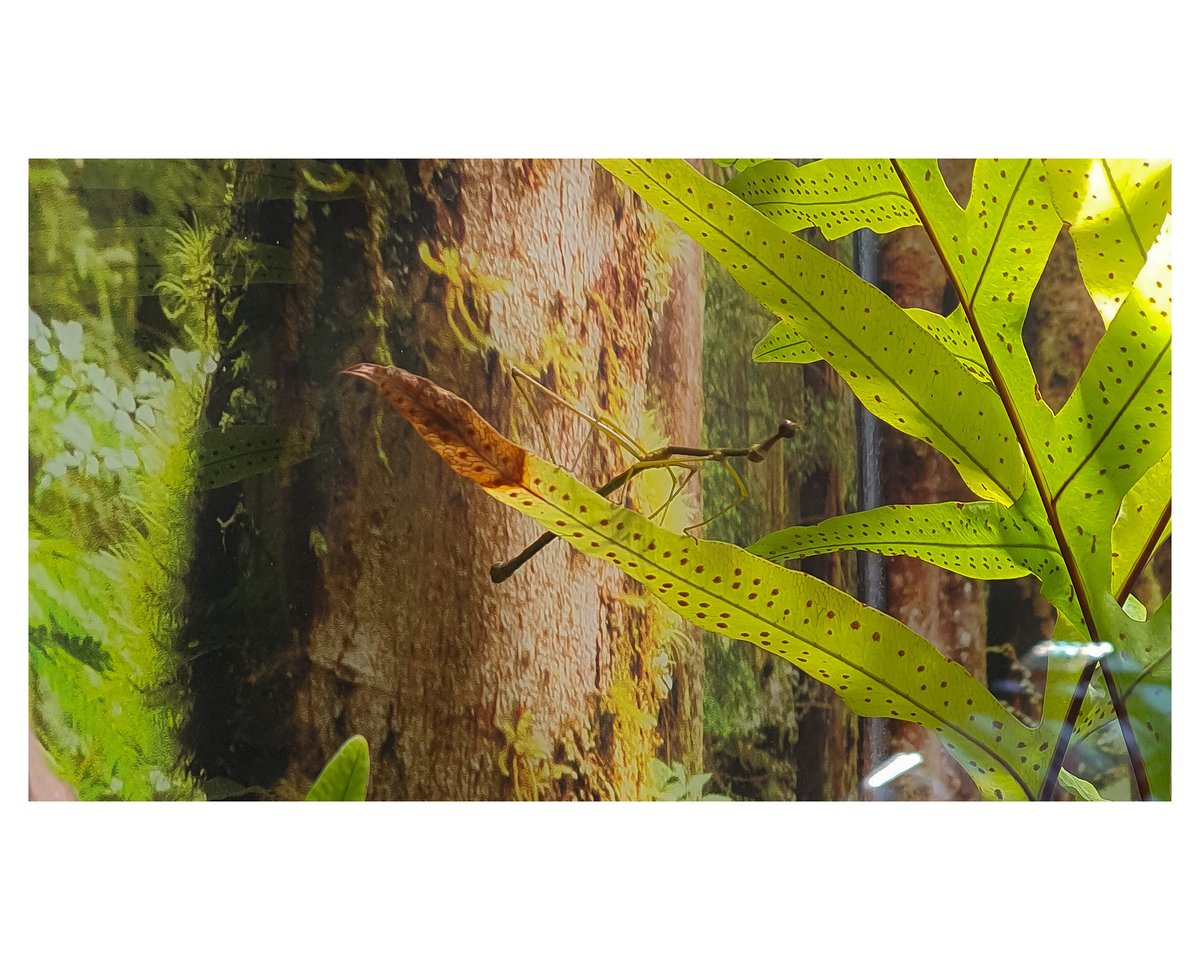 so_dianare's tweet photo. Camuflaje Perfecto πͺ²
#photography #SoDianare #fotosquecuranelcorazon #photodianare #GalaxyNote10Plus https://t.co/AwjgHBXPo3