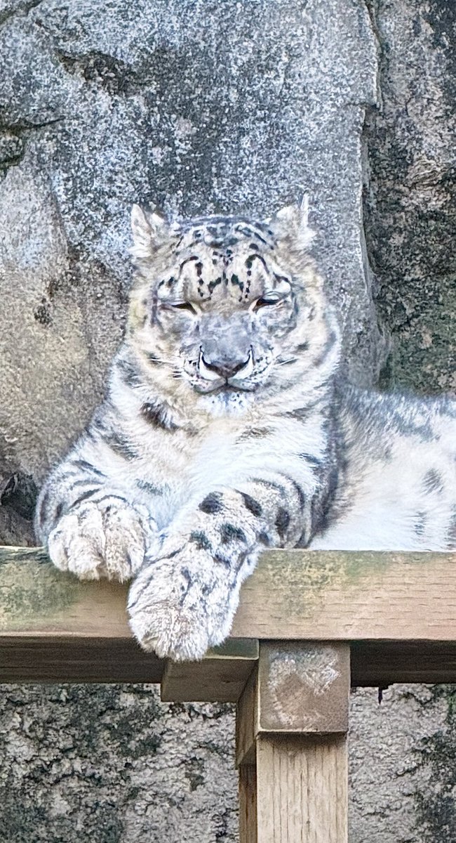 yohei_horikawa's tweet photo. 今日は1日、都民の日。
都立の動物園が入園無料になることを初めて知り、保育園をお休みして、多摩動物公園へ家族でお出かけ。

ユキヒョウさんを眺め、間近のコアラさんはカメラ目線。ヘビの抜け殻にも触れて、息子は大喜び♪

そして、お土産に選んだのは……
なんと、トビズムカデのお人形でした！ https://t.co/4kqjXZwmc1