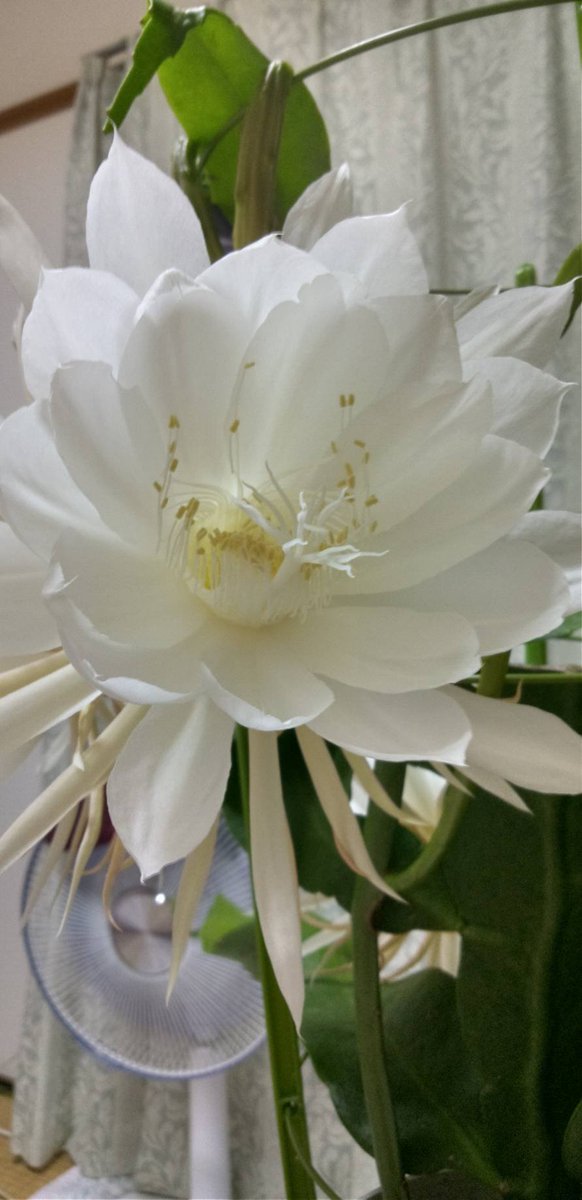 R_W_LEVI's tweet photo. うちの月下美人が見事な花を咲かせました👏✨
芽が出てから咲くまで早かった https://t.co/B2PIgOAXsQ
