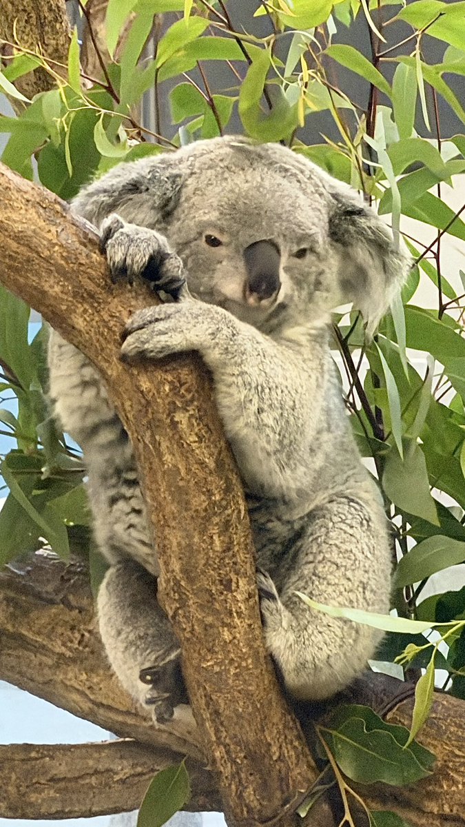 yohei_horikawa's tweet photo. 今日は1日、都民の日。
都立の動物園が入園無料になることを初めて知り、保育園をお休みして、多摩動物公園へ家族でお出かけ。

ユキヒョウさんを眺め、間近のコアラさんはカメラ目線。ヘビの抜け殻にも触れて、息子は大喜び♪

そして、お土産に選んだのは……
なんと、トビズムカデのお人形でした！ https://t.co/4kqjXZwmc1