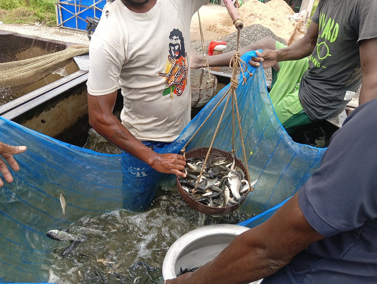 CSSRIKarnal's tweet photo. Strengthening Farmer Livelihoods through Input Support for Crop-Fish Integration
#InputSupport #LandShaping #CropFishIntegration #Sundarbans #CoastalAgriculture #SmallholderFarmers #SCFarmers #LivelihoodImprovement #FarmProductivity  #IntegratedFarming #DSTSEED #ICAR #ICARCSSRI https://t.co/aKAWgAS5zf