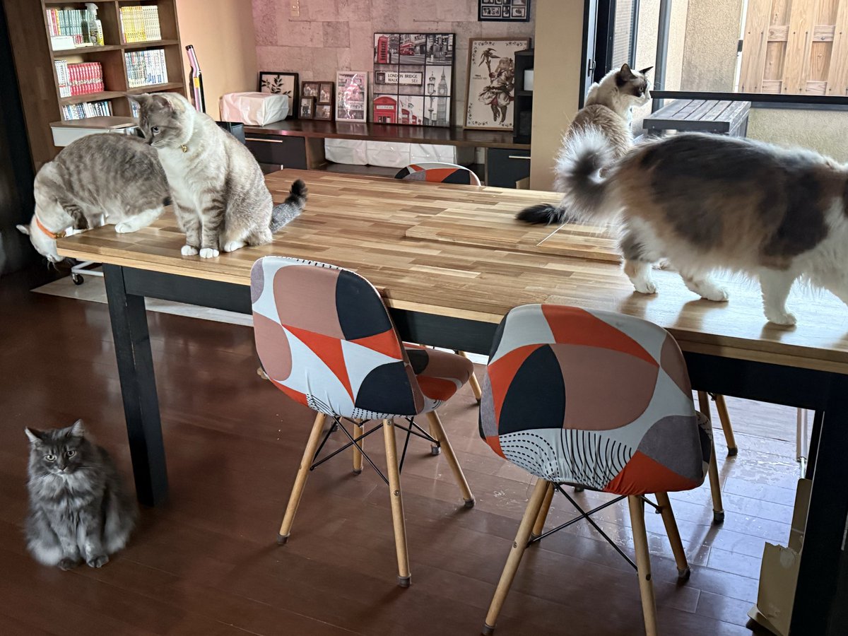 GowTohgetsu's tweet photo. この大きな猫ベッドはとても便利で、人間が食事をする台にも使えます。 https://t.co/oACkPSDqBv