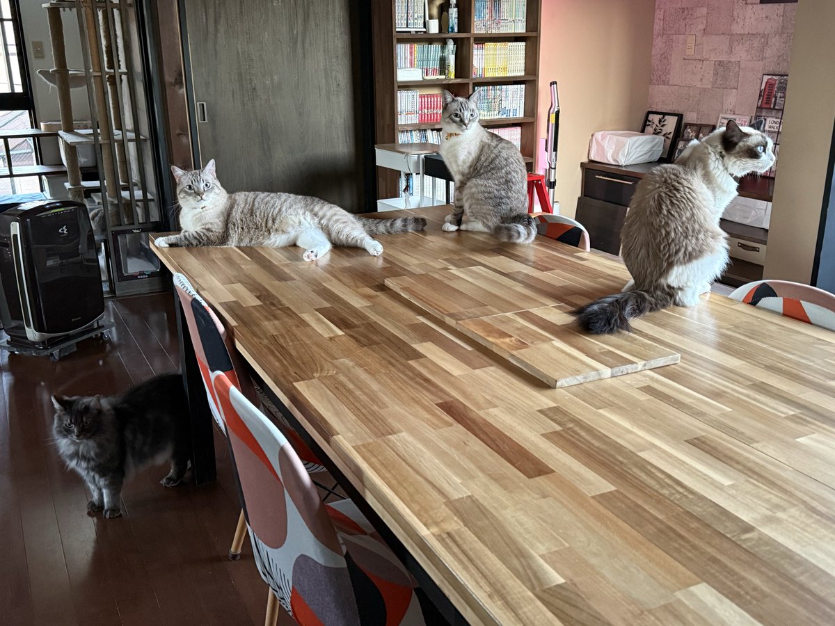 GowTohgetsu's tweet photo. この大きな猫ベッドはとても便利で、人間が食事をする台にも使えます。 https://t.co/oACkPSDqBv