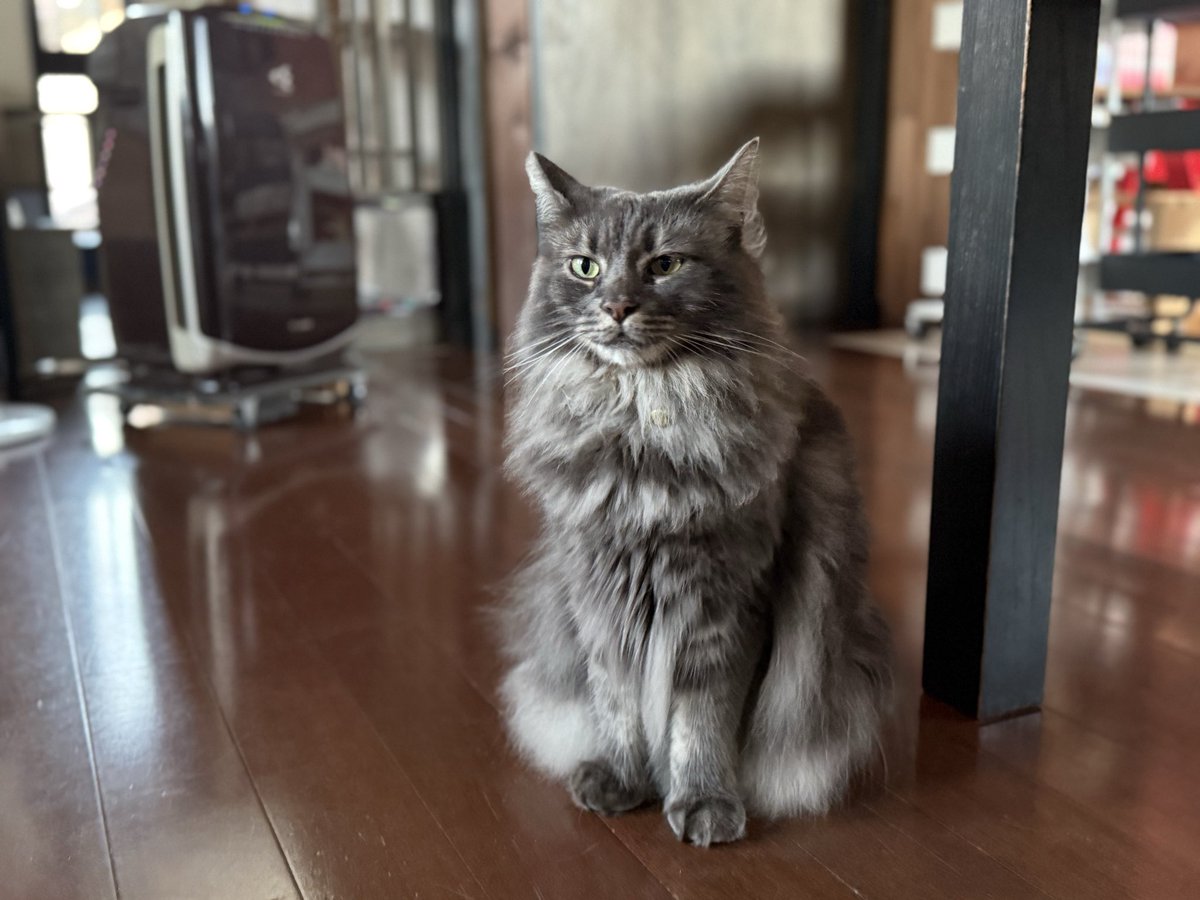 GowTohgetsu's tweet photo. この大きな猫ベッドはとても便利で、人間が食事をする台にも使えます。 https://t.co/oACkPSDqBv