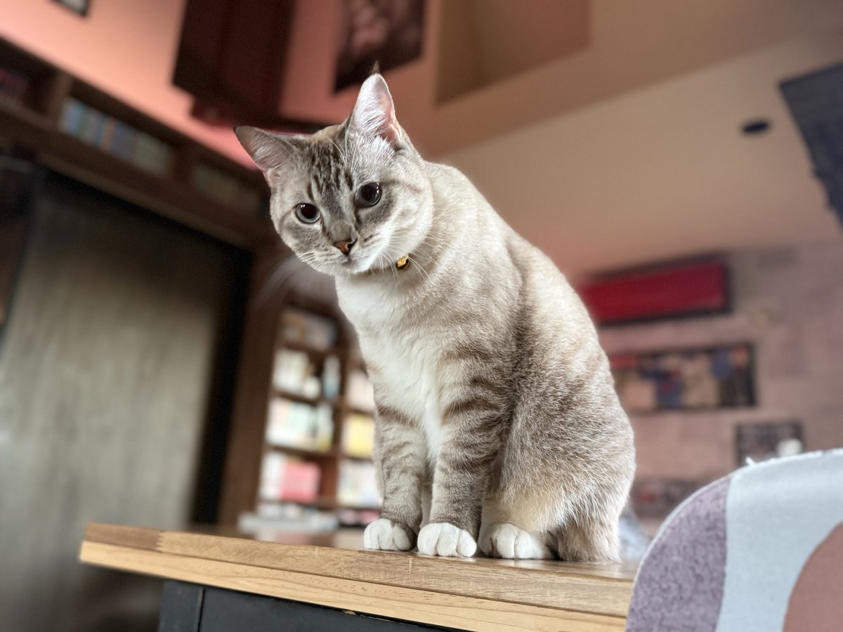 GowTohgetsu's tweet photo. この大きな猫ベッドはとても便利で、人間が食事をする台にも使えます。 https://t.co/oACkPSDqBv